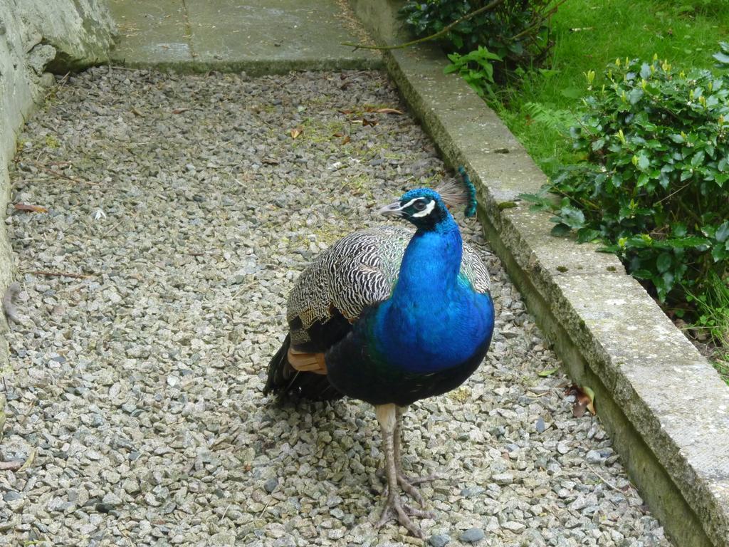 Toadhall Rooms Muchalls ห้อง รูปภาพ