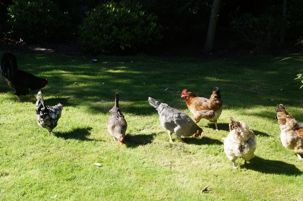 Toadhall Rooms Muchalls ภายนอก รูปภาพ